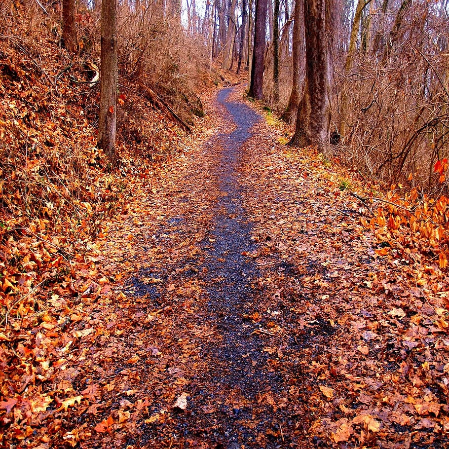 trees, trail, leaves, fall, fallen, woods, scenic, natural HD wallpaper