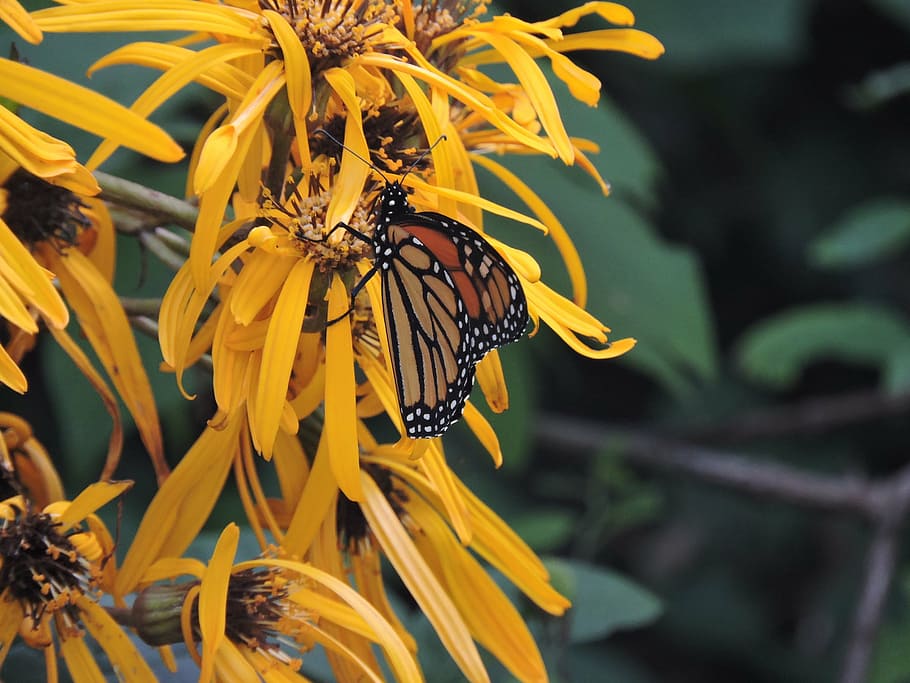 monarch, ligularia, butterfly, flower, flowering plant, invertebrate HD wallpaper