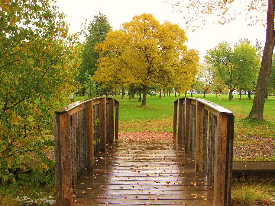 park, autumn, tree, bridge, fall, path, plant, wood - material HD wallpaper