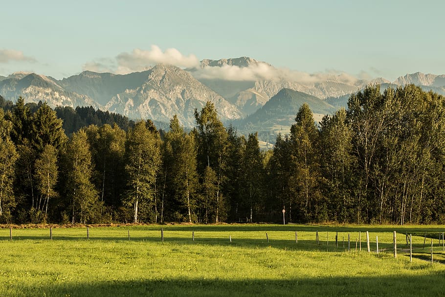 mountains, forest, meadow, landscape, alpine, nature, mountain forest HD wallpaper