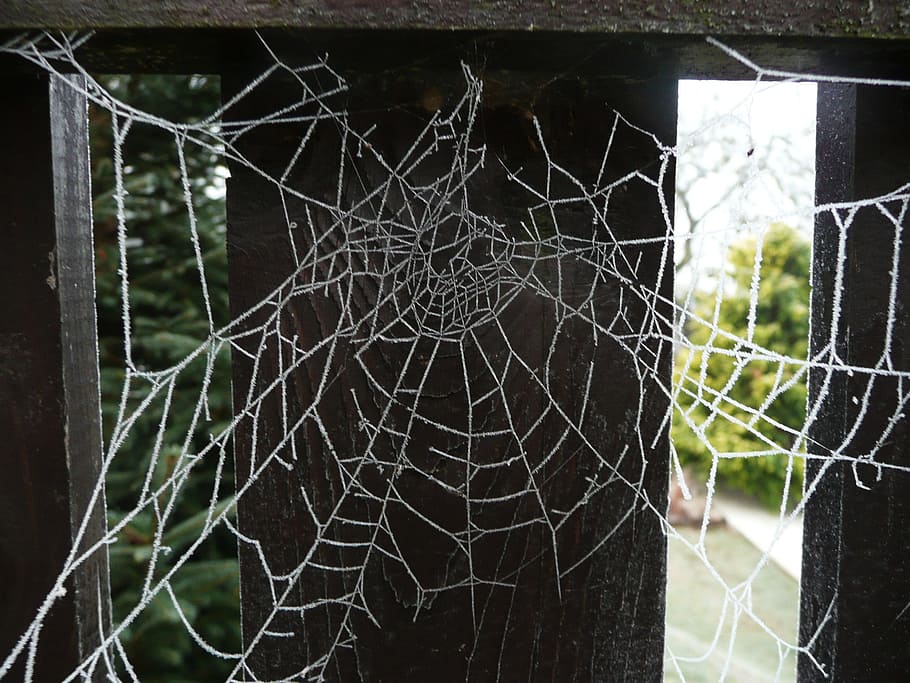 Cobweb, Web, Spider, Spiderweb, Insect, trap, halloween, scary HD wallpaper