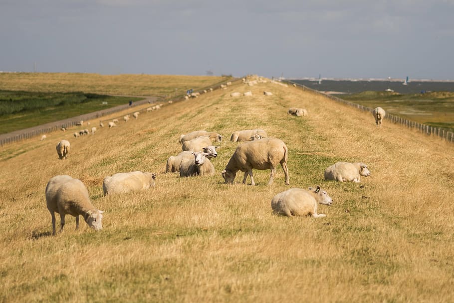 sheeps, dike, sky, animal, nature, green, landscape, farm, grass HD wallpaper