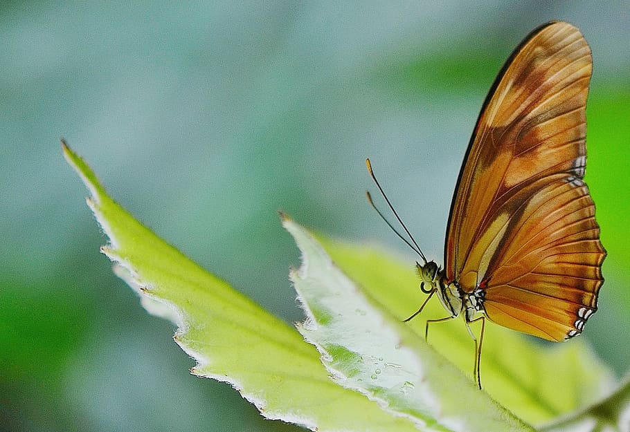green and brown longwing butterfly perched on green leaf macro photography HD wallpaper
