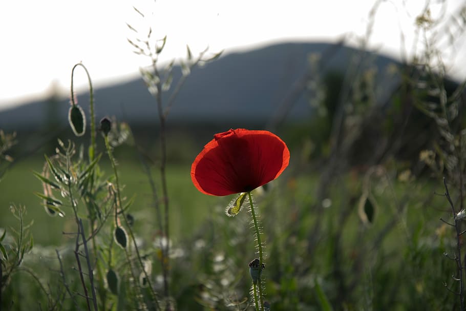 Poppy, Field, Spring, red, nature, growth, day, grass, plant HD wallpaper
