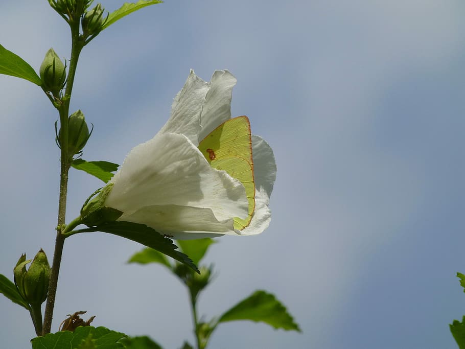 Butterfly, Flower, Spring, Nature, summer, plant, floral, leaf HD wallpaper