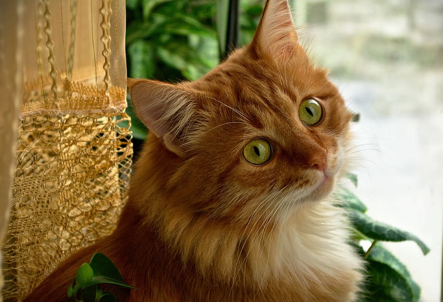 orange tabby cat, View, Redhead, domestic cat, pets, one animal HD wallpaper
