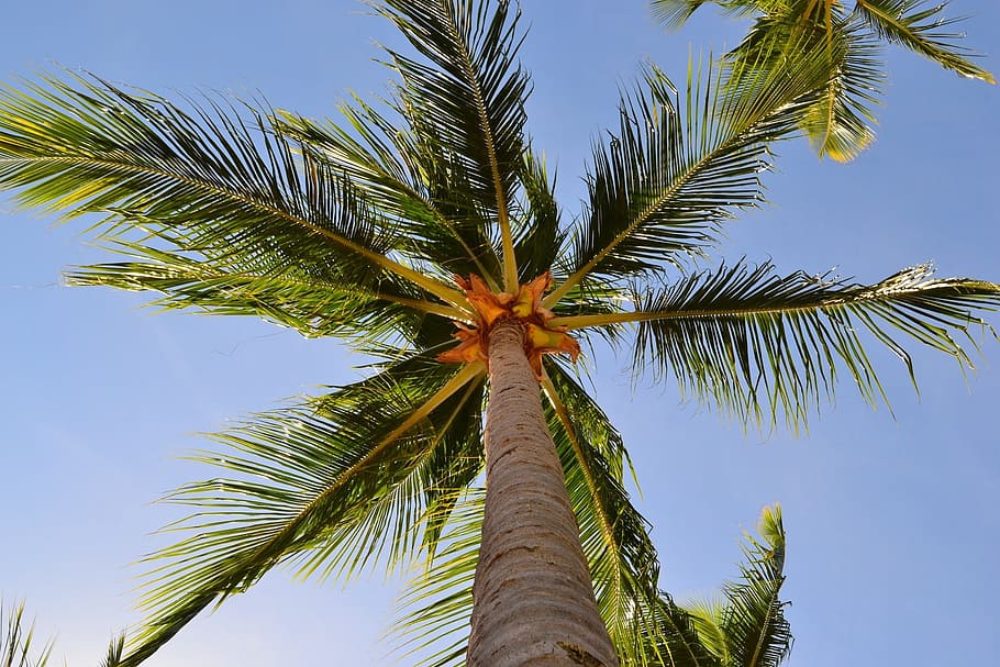 tree, tropical, beach, coco, nature, summer, costa, exotic, HD wallpaper