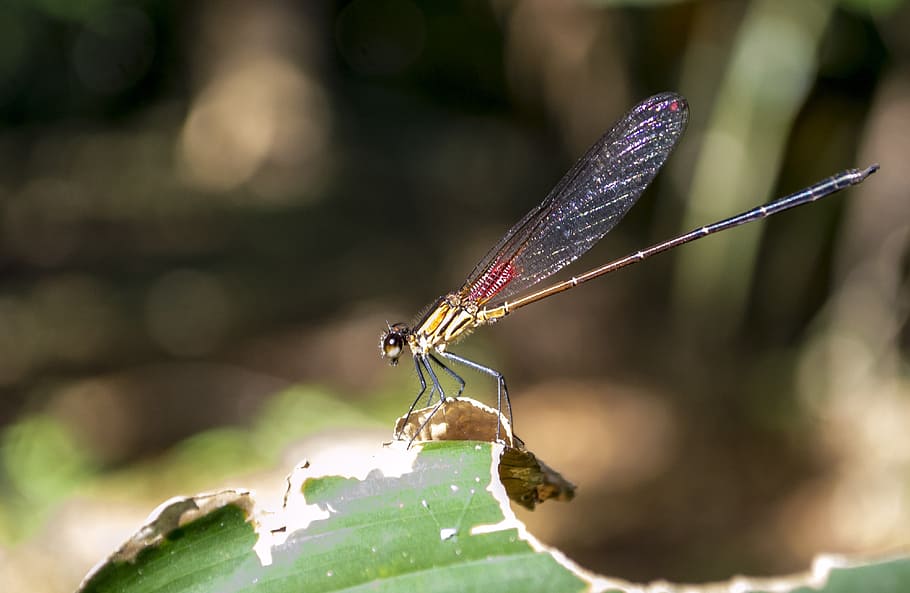dragonfly, ephemeroptera, insects, red dragonfly, wings, garden HD wallpaper