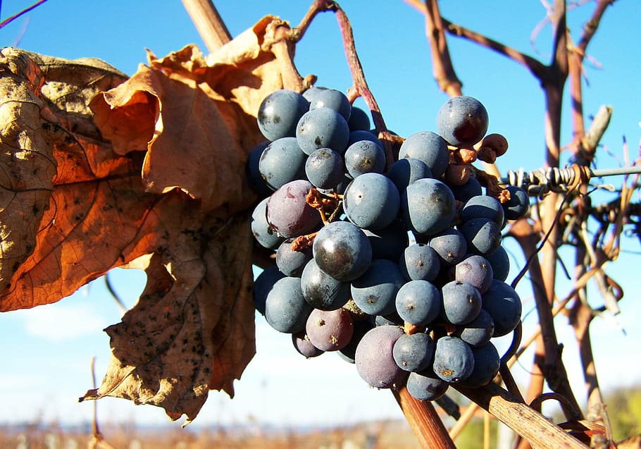 grape, blue, ripe fruit, agriculture, food, nature, autumn HD wallpaper