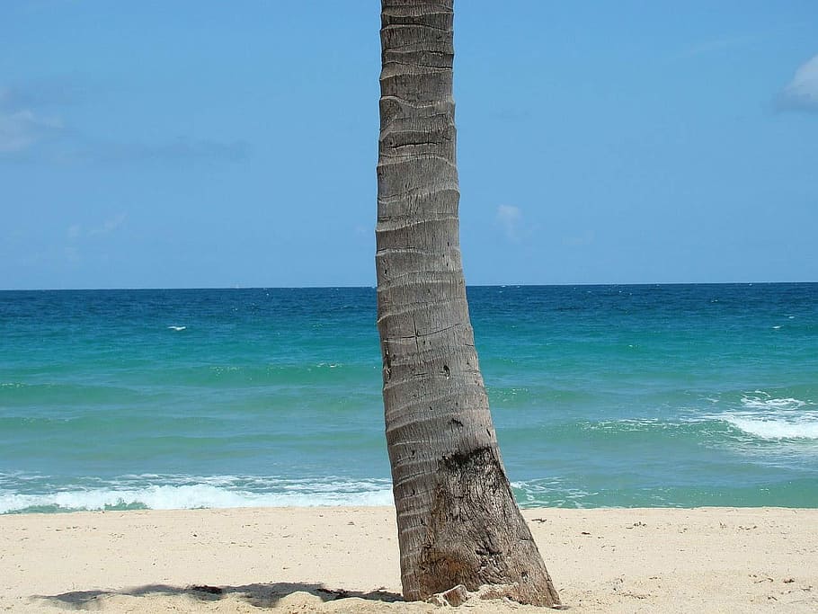 Beach, Ocean, Waves, Breeze, Palm, Tree, view, vacation, sea HD wallpaper