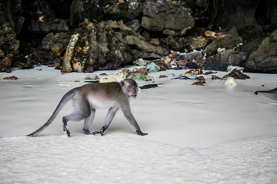 gray monkey crawling on white snow, primate walking on seashore HD wallpaper