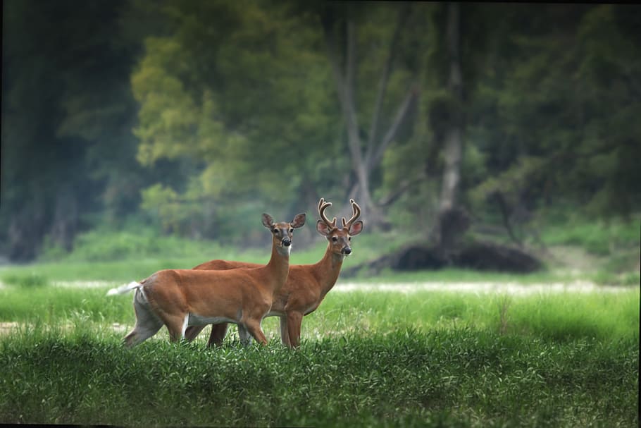 two brown deers on green grass, tree, plant, nature, forest HD wallpaper