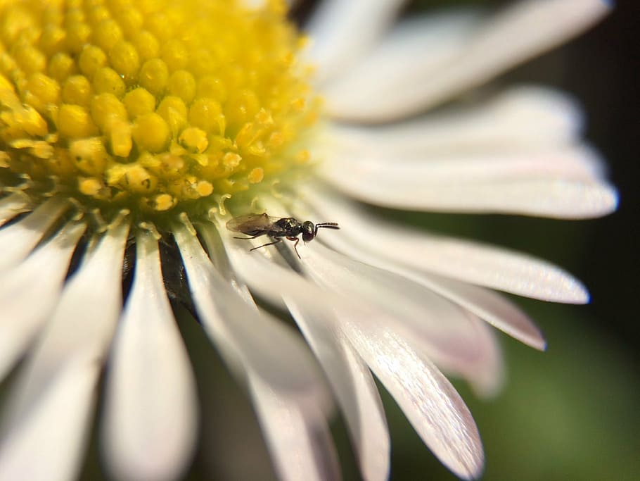 flower, nature, garden, bug, fly, macro, yellow, insect, plant HD wallpaper