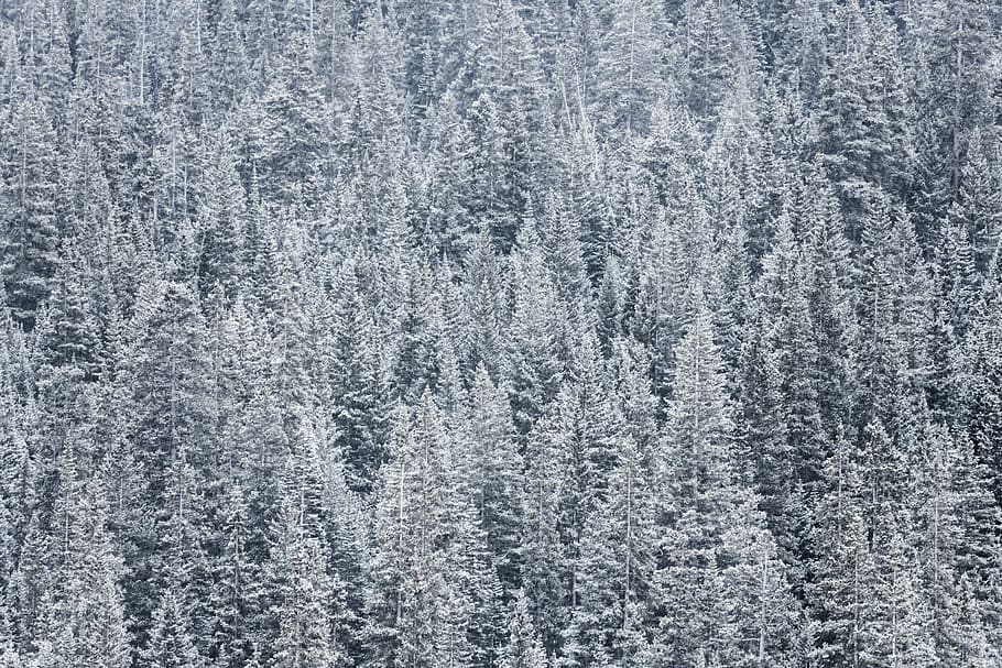 photo of snow-covered pine trees, pine trees covered by snow HD wallpaper
