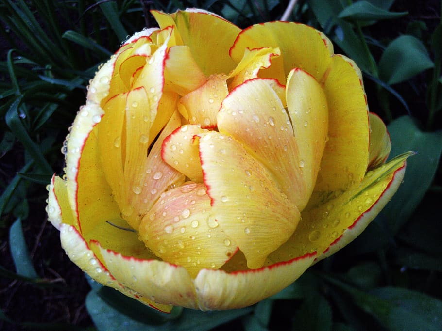 Flower, Tulip, Spring, Yellow, Rain, macro, nature, food, leaf HD wallpaper