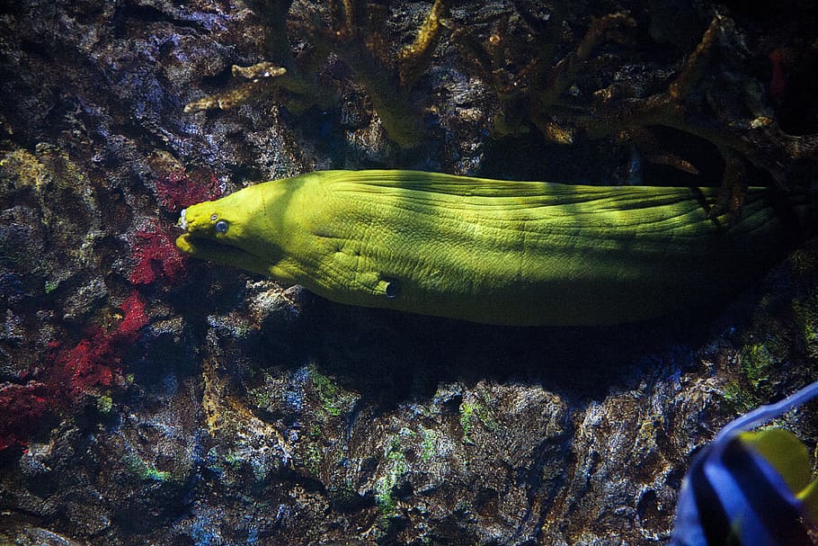 Moray, Eel, Reef, Fish, Sea, Ocean, underwater, tropical, nature HD wallpaper