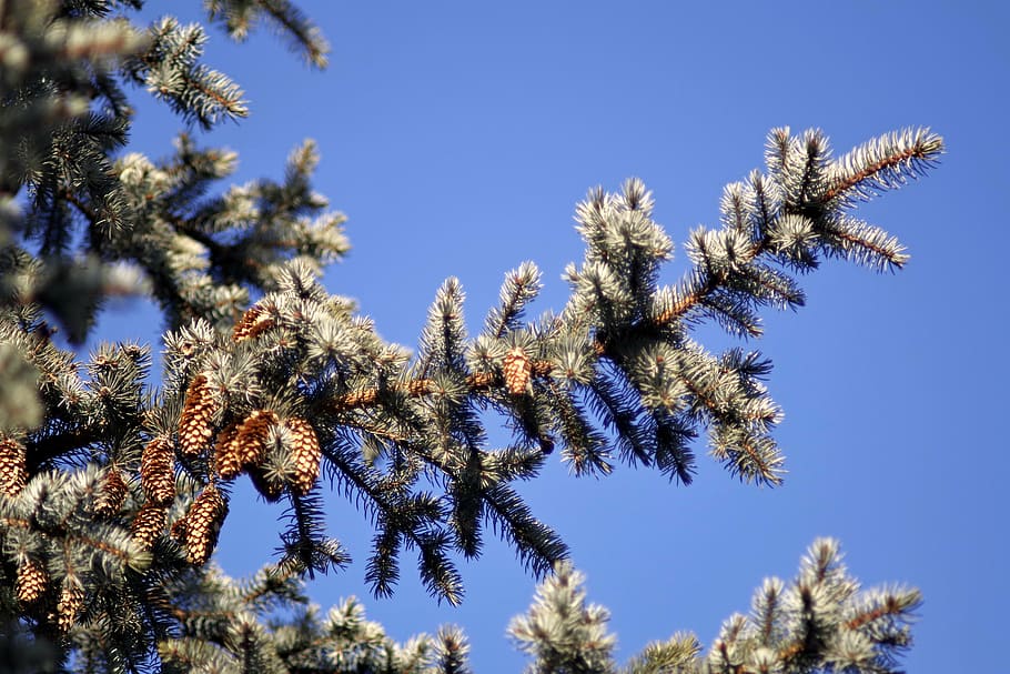 fir, cones, branch, needles, pine cone, conifer, tree, coniferous HD wallpaper