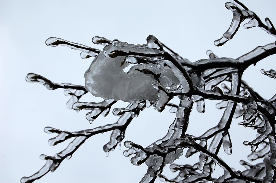winter, ice, tree, cold, season, snow, nature, frozen, branch HD wallpaper