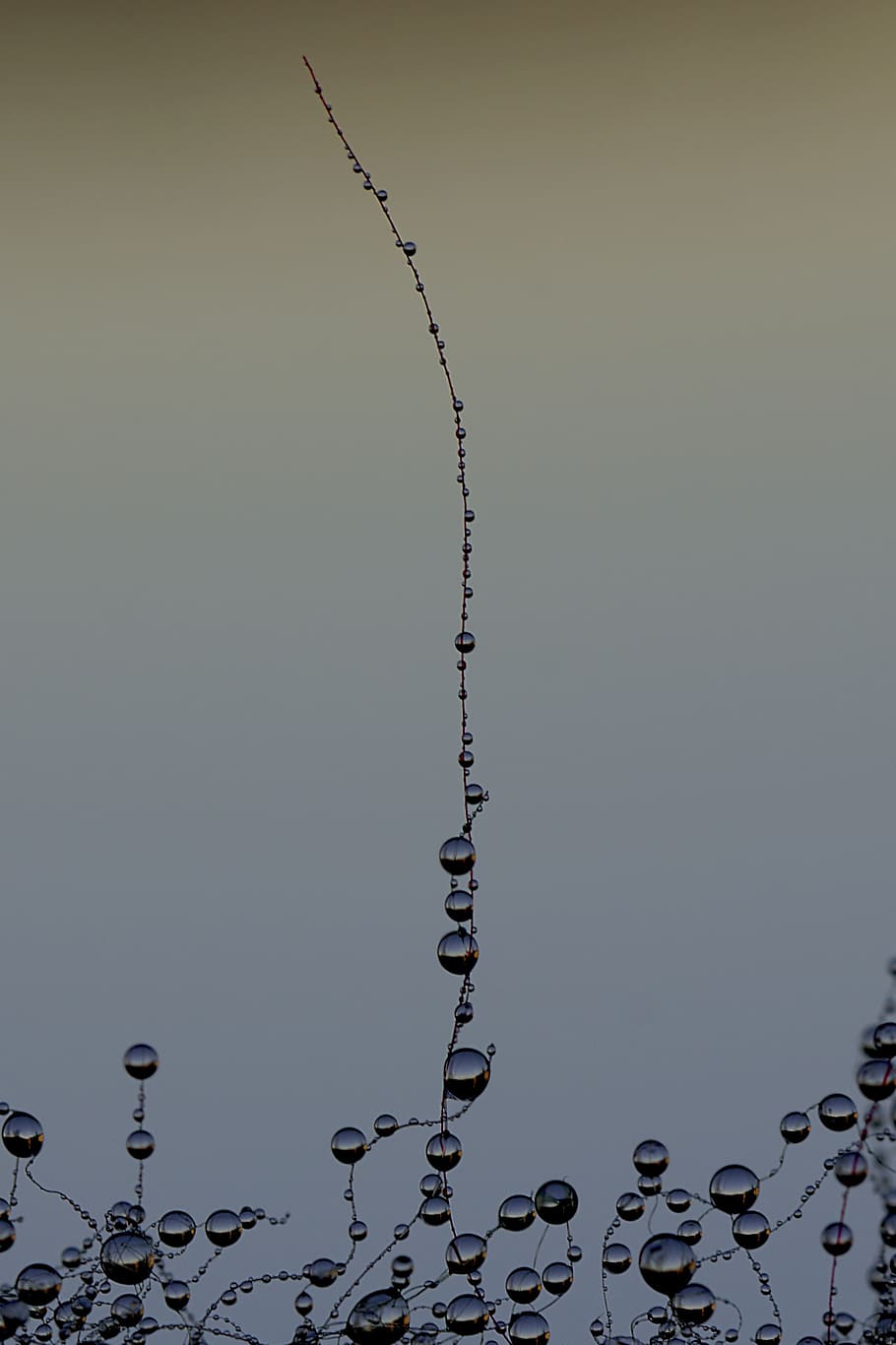 drop, the dew, wet, raindrop, nature, water, no people, sky HD wallpaper
