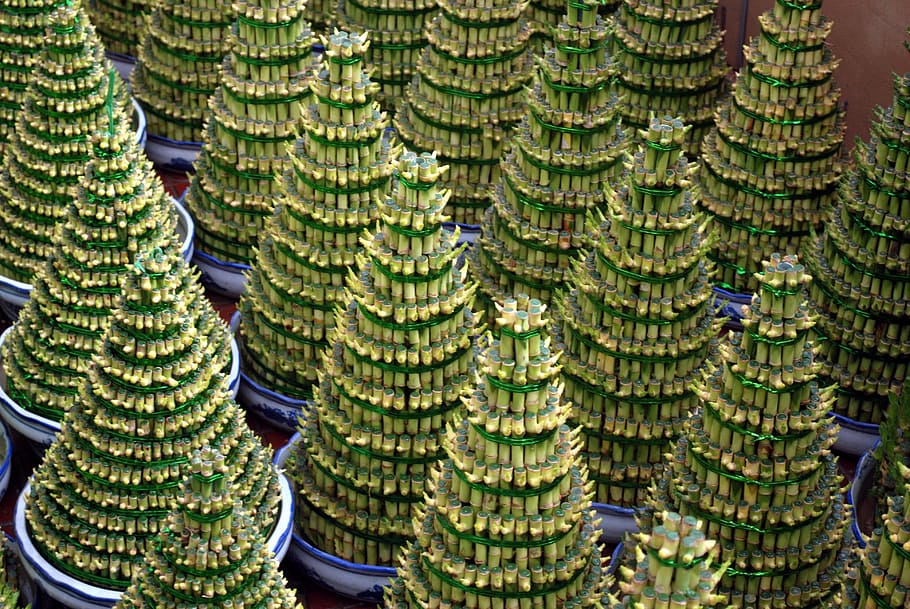 bamboo, lucky, cone, tree, decoration, feng, shui, flora, dracaena HD wallpaper