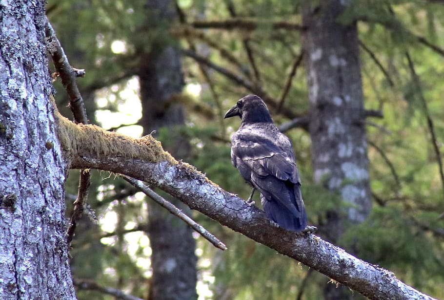 raven, tree, forest, scary, bird, black, branch, dark, perched HD wallpaper