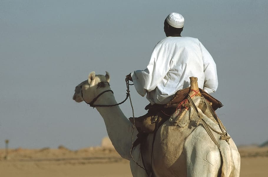camel, camel riders, dromedary, egypt, desert, riding, cultures, HD wallpaper