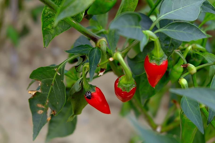 red chili close-up photo, red chilly, sharp, leaves, bug, plant, HD wallpaper