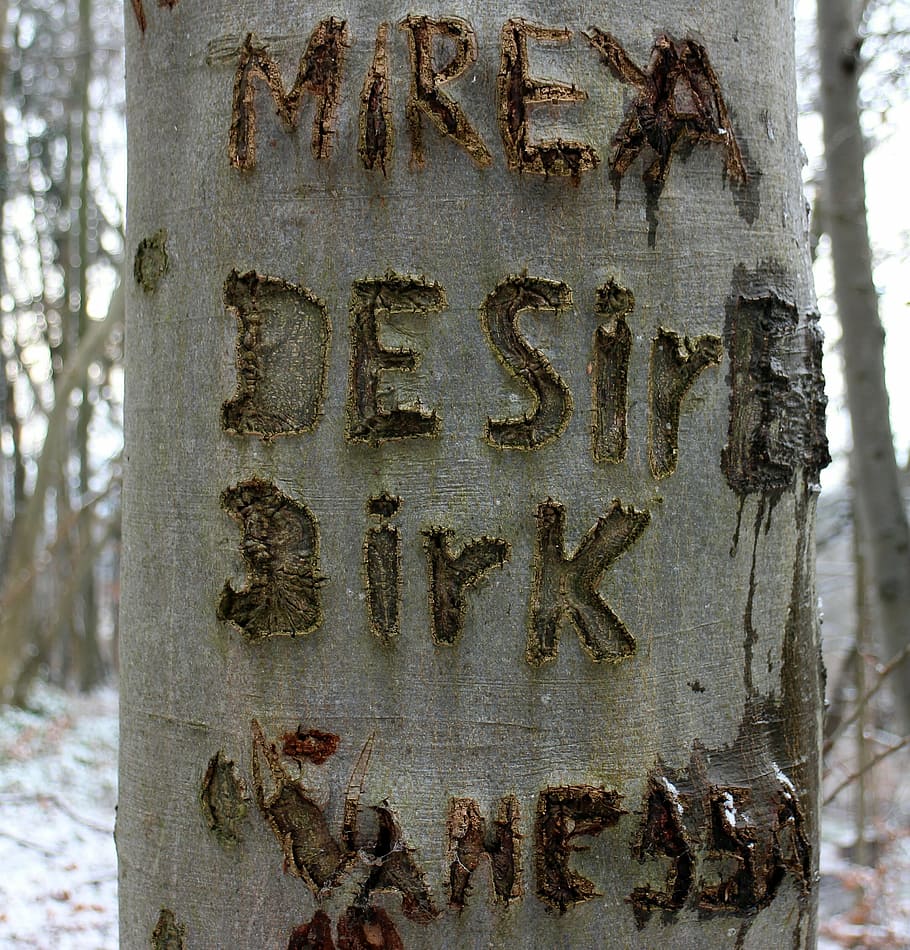 tree, carved, name, symbol, engraved, eingeritzter tree, tree bark HD wallpaper