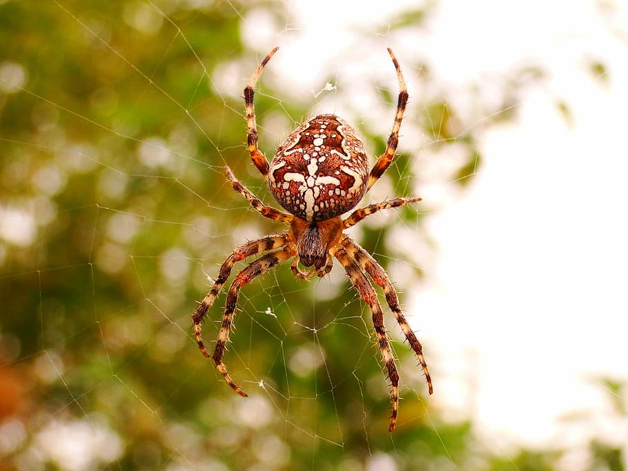 spider, arachnid, spider's web, insect, cobweb, crusader garden HD wallpaper