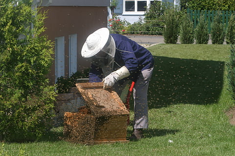 honey bee keeper checking wooden crate, beekeeper, bees, garden HD wallpaper