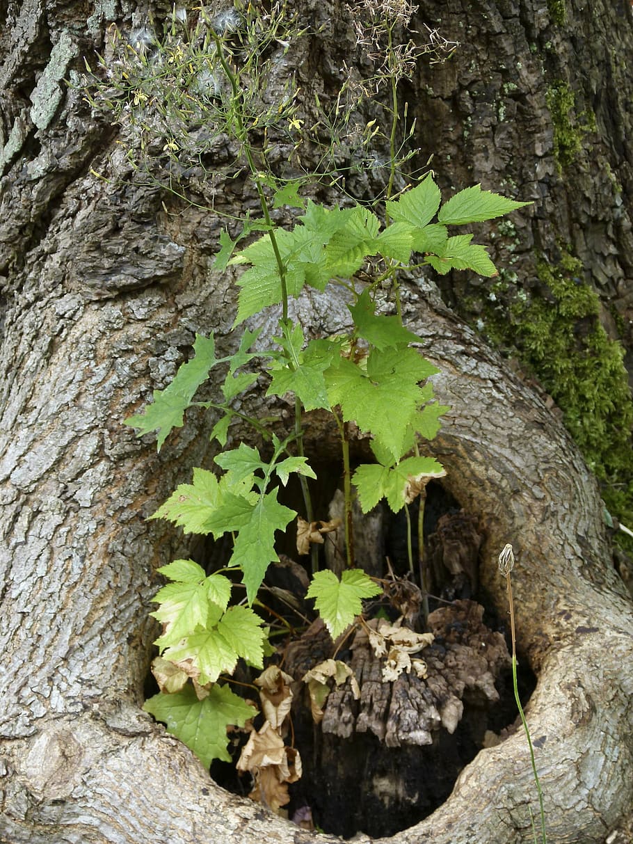 tree, root, stump, bark, growing plant, nature, close-up, forest HD wallpaper