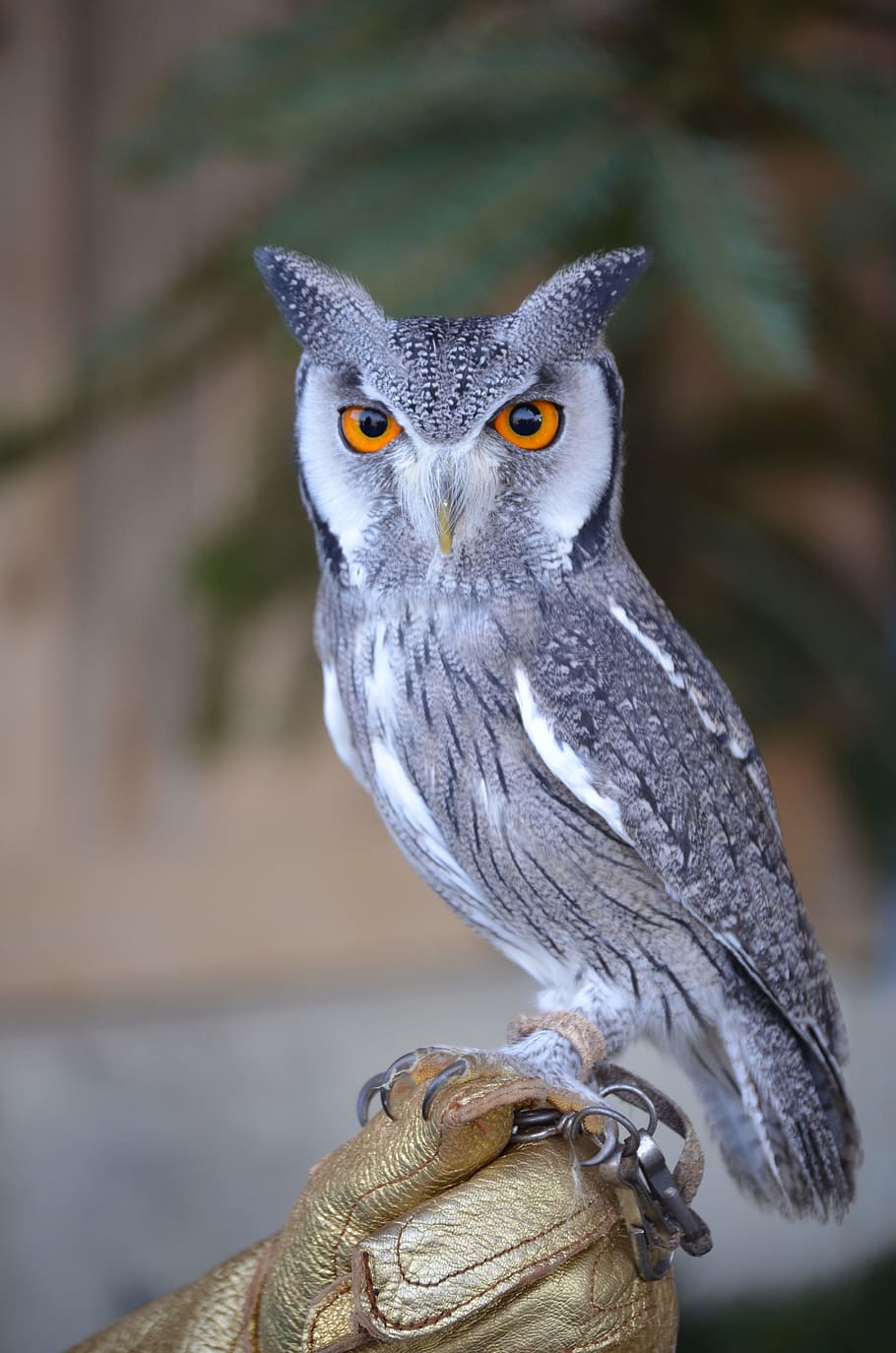 shallow focus photography of gray and black owl, zwerguhu, eagle owl HD wallpaper