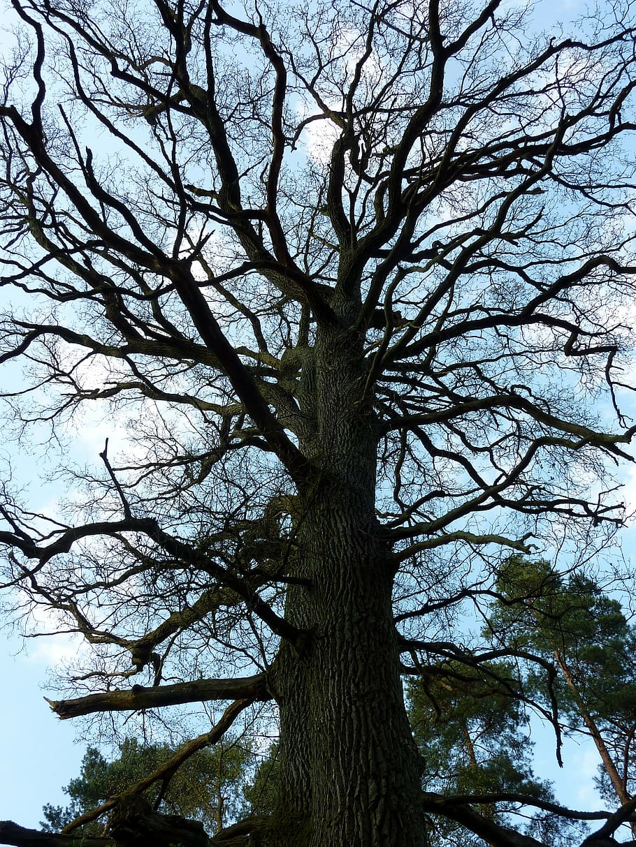tree, spring, kahl, old tree, nature, branch, forest, outdoors HD wallpaper