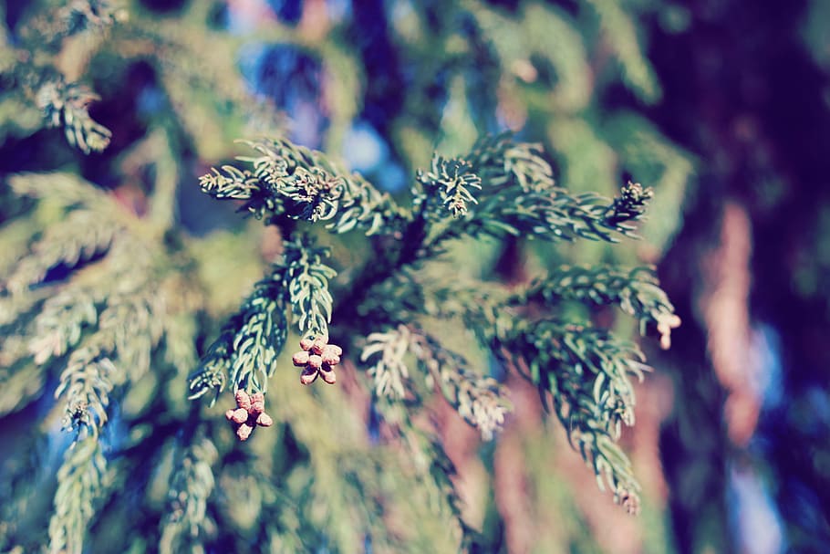tilt shift lens photography of green leaves, nature, close-up HD wallpaper