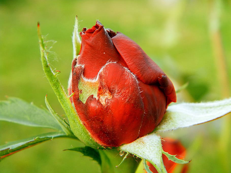 Flower, Spring, Rose, Red, close-up, leaf, nature, plant, outdoors HD wallpaper