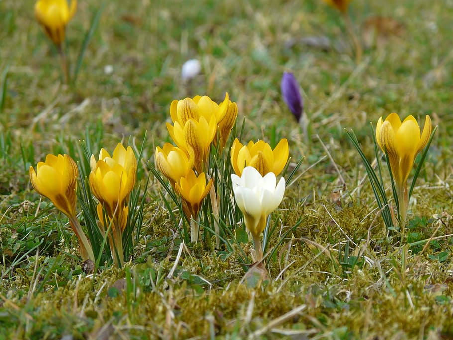 crocus, flower, spring, blossom, bloom, colorful, plant, garden HD wallpaper