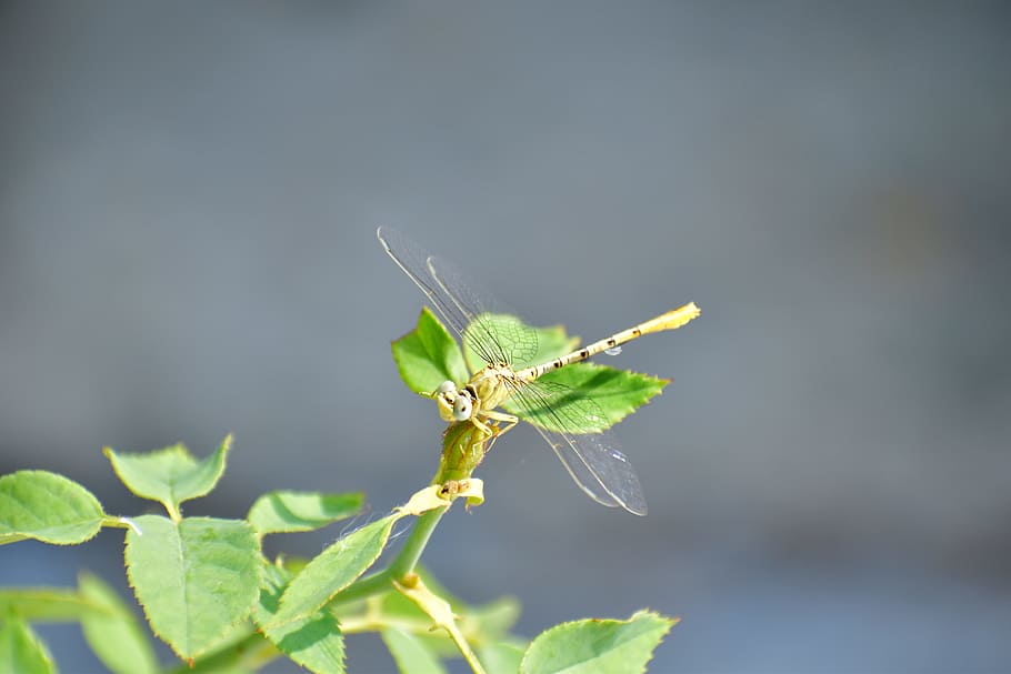 dragonfly, hover fly, insect, nectar, nature, animal themes HD wallpaper