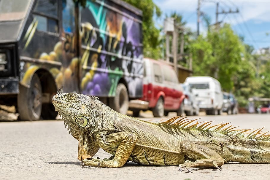 brown bearded dragon, beige bearded dragon on road near vehicles at daytime HD wallpaper
