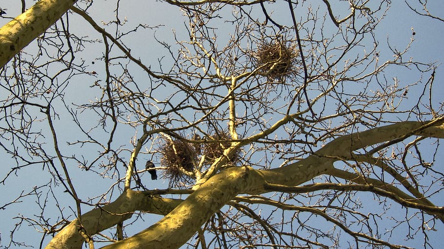 aesthetic, branches, nest, tree, sky, nature, winter, kahl HD wallpaper