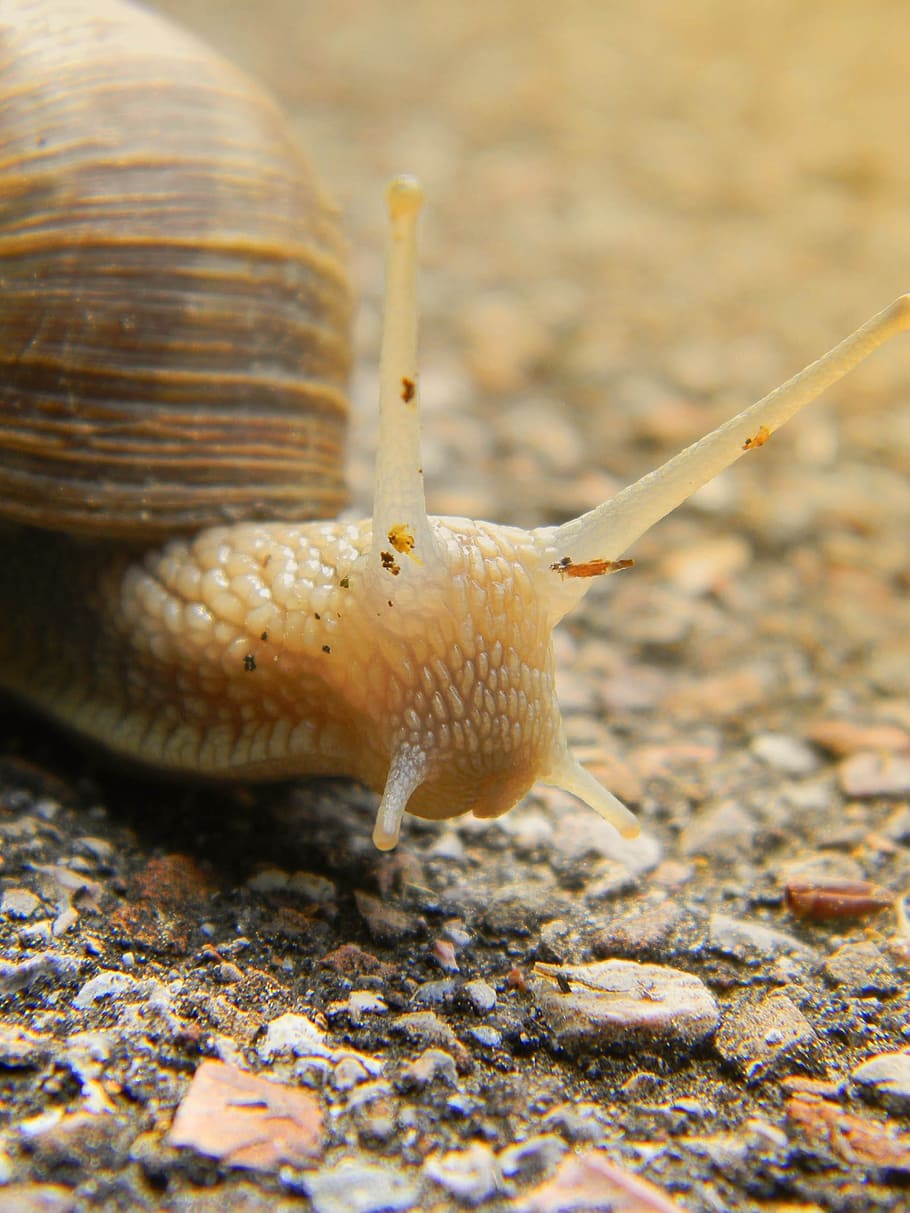 snail, shell, snail shells, nature, spiral, molluscs, animals HD wallpaper