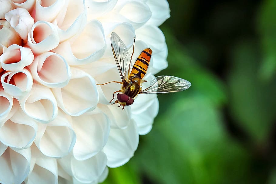 orange and black winged insect perched on white and pink dahlia flower HD wallpaper
