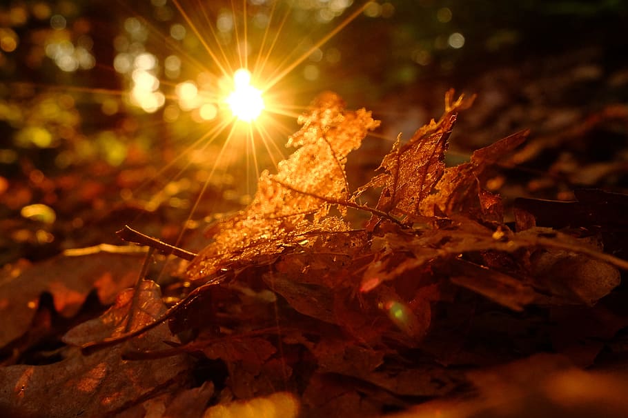 Sun, Leaves, Nature, Rays, Foliage, forest, colors, sunlight HD wallpaper