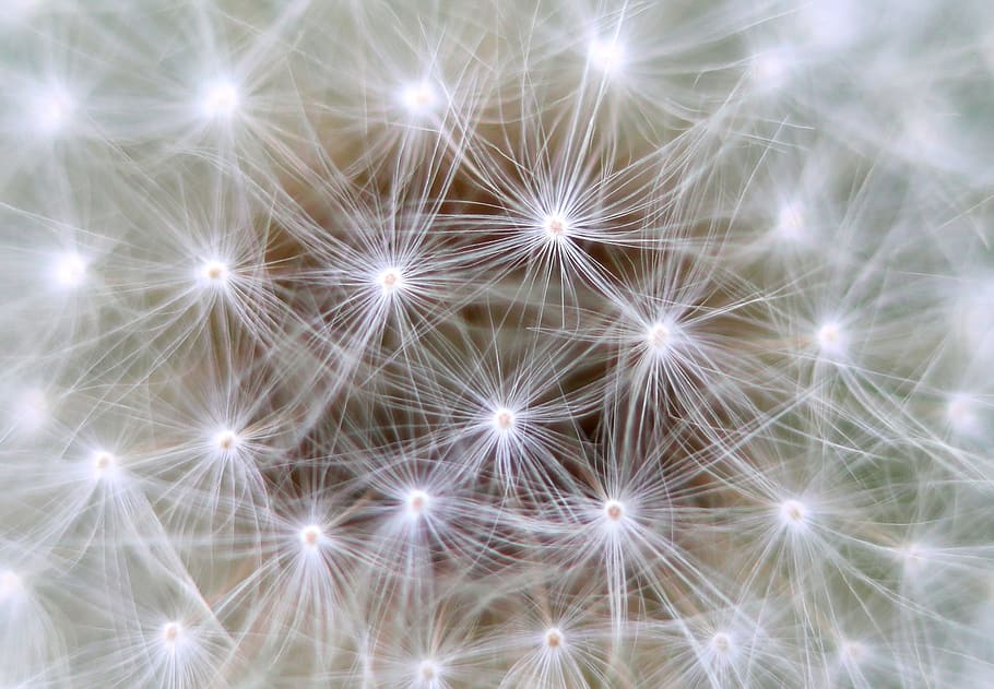 macro photography of white dandelion flower, background, link HD wallpaper