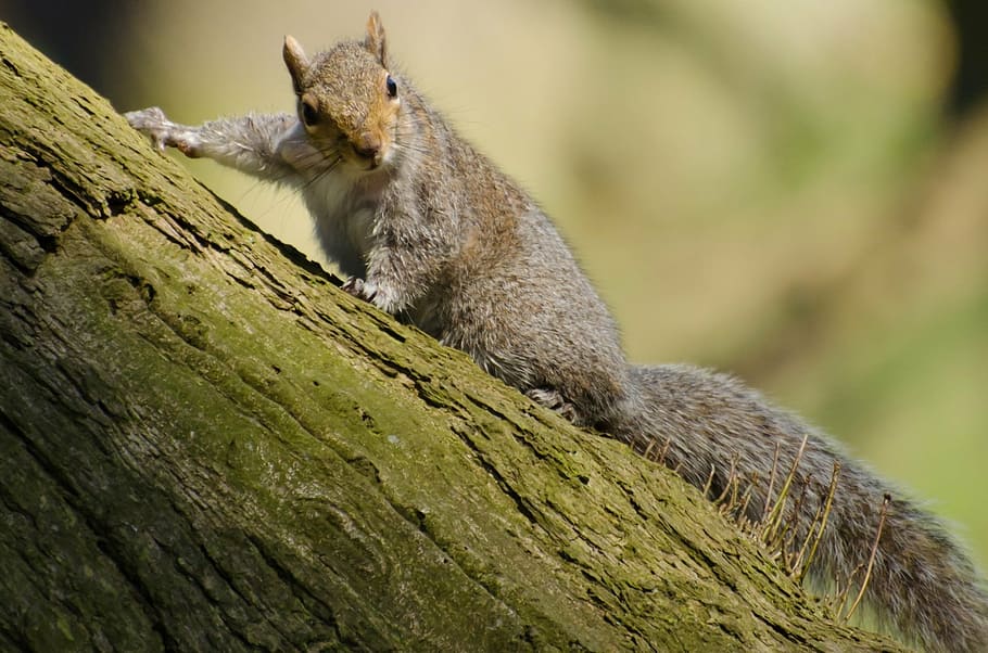 squirrel, tree, mammal, paw, tail, red, bushy, rat, scavenge HD wallpaper
