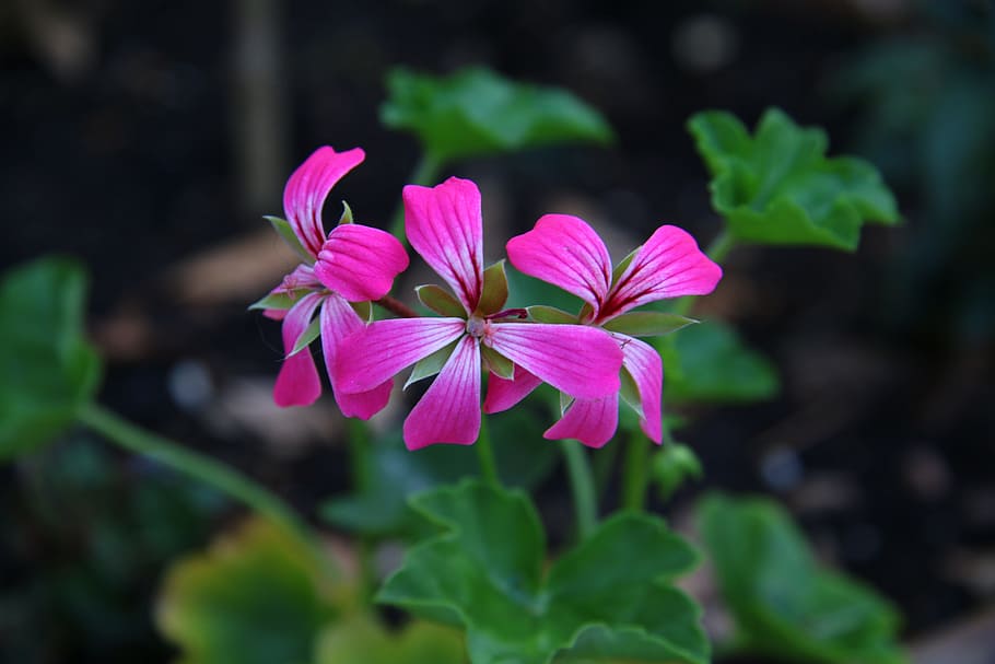 Flower, Rose Geranium, Summer, spring, nature, pink color, growth HD wallpaper