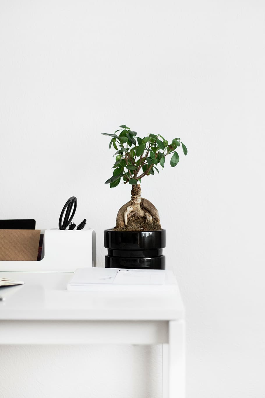 green leafed plant with round black pot on white shelf beside white wall, HD wallpaper