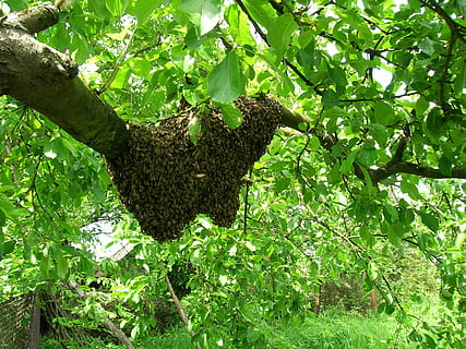 bees, swarm, apiary, plant, growth, green color, tree, leaf HD wallpaper