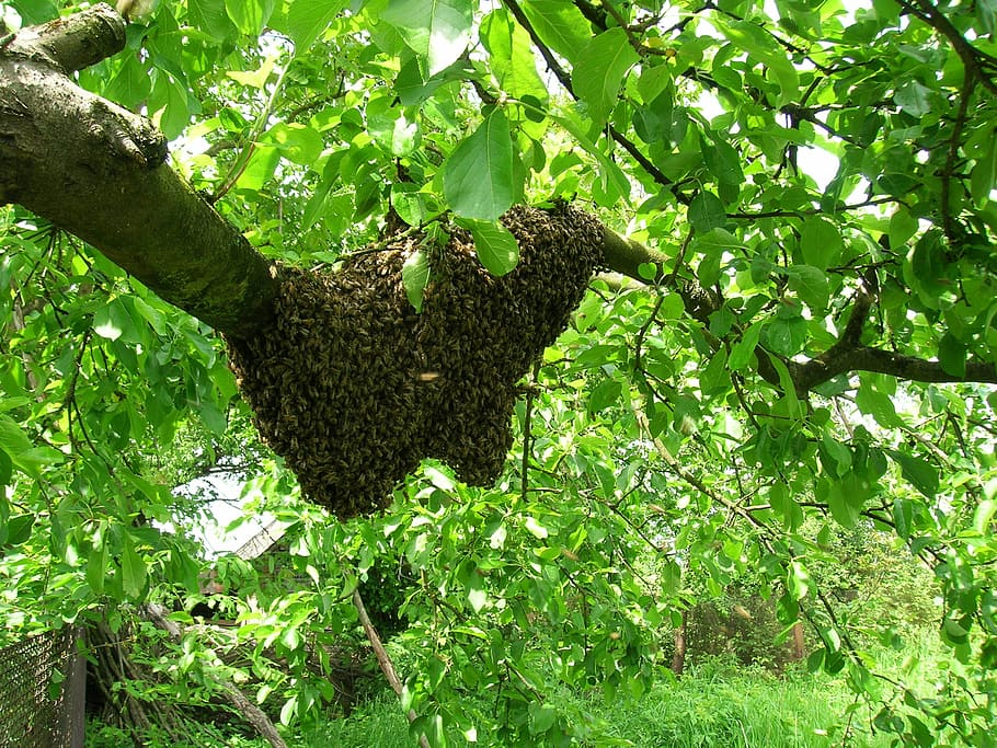 bees, swarm, apiary, plant, growth, green color, tree, leaf HD wallpaper