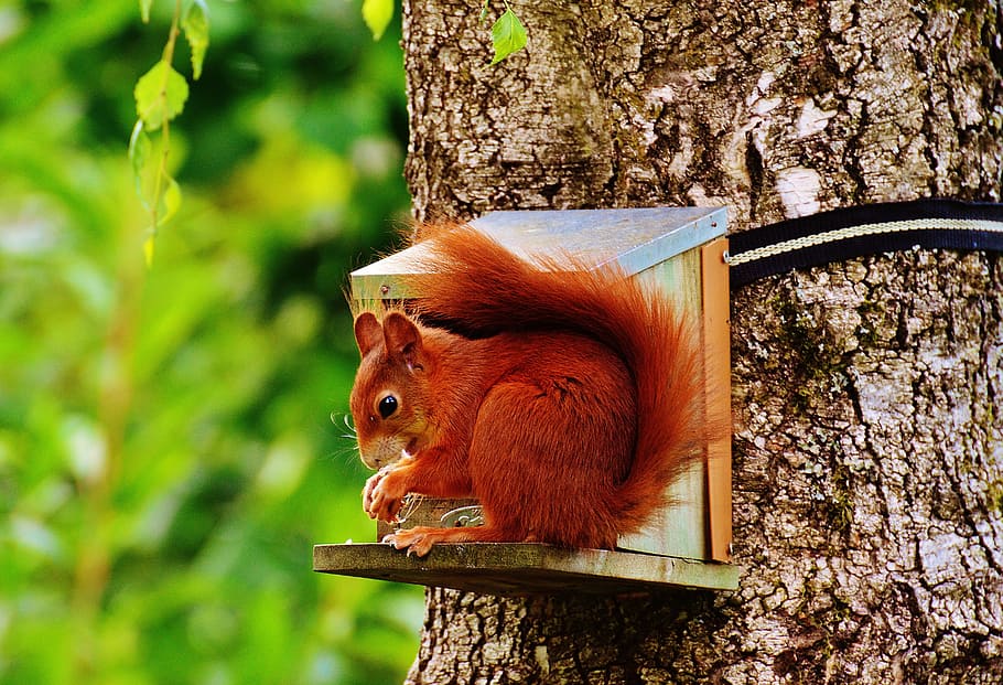 brown squirrel standing on brown wooden house, nager, cute HD wallpaper