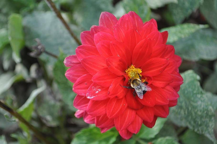 bee, flower, red, green, nature, honey, garden, insect, yellow HD wallpaper